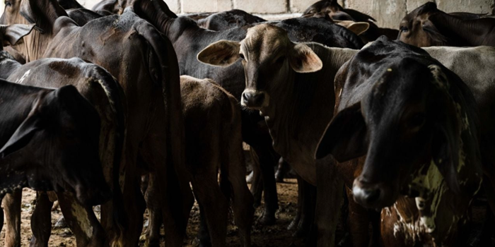 Ante promesa incumplida del gobierno de Sheinbaum, ganaderos apuestan por engorda bovina